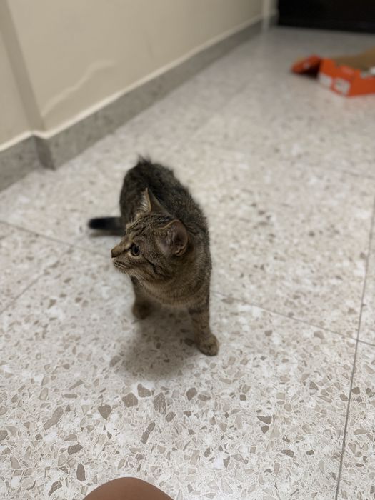 Котенок окрас табби
