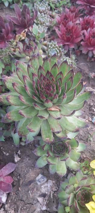 Каменная роза (Эчеверия)