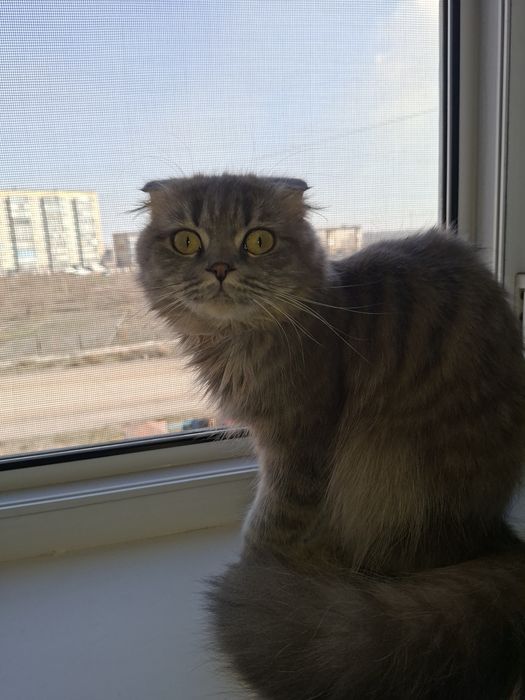 Отдам в добрые руки