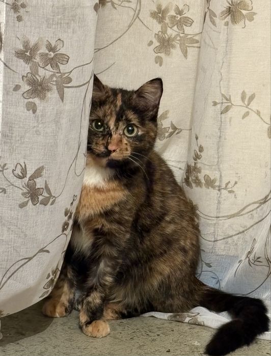 Красавица с необычным окрасом ищет дом