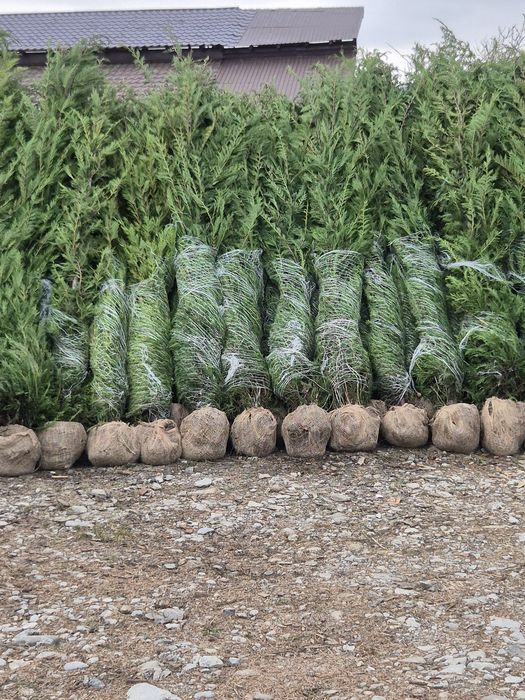 Leylandy cupressocyparis (tuia leylandii)
La o calitate superioara pre