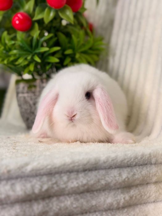 Декоративные Кролики Карлик Баран. Кролик