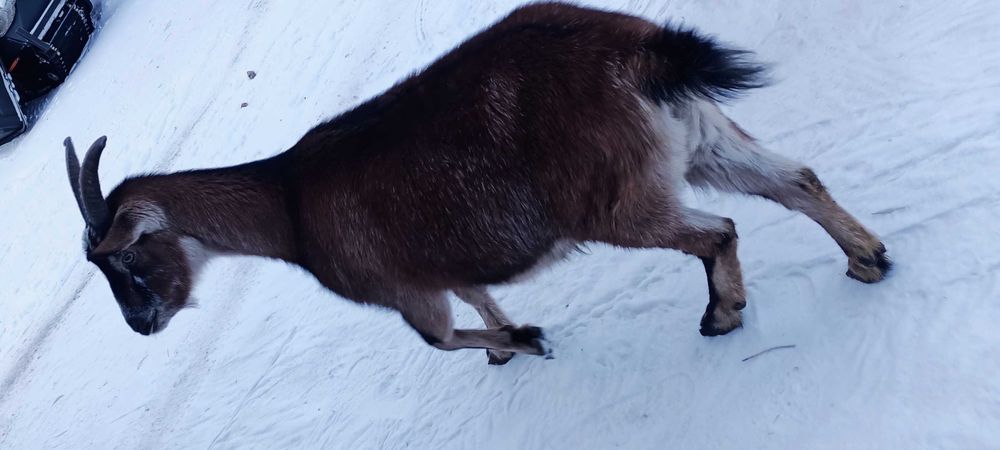 Коза в марте  окот