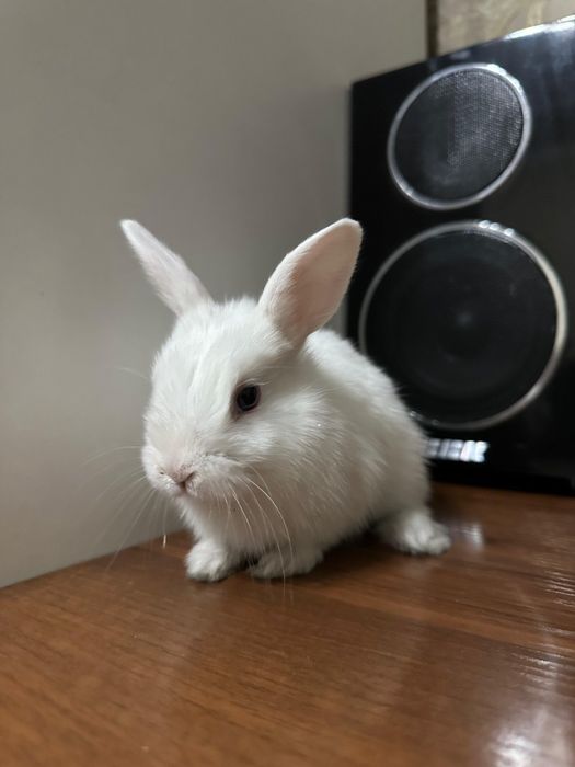 Крольчата месячные