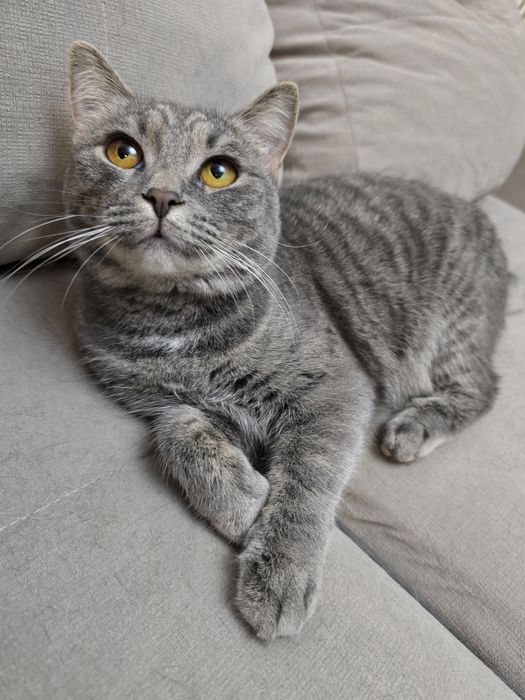 Отдам в добрые руки Шотландка