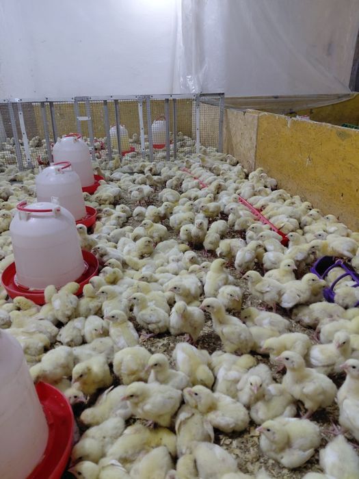 Все птица в наличии Башкирия