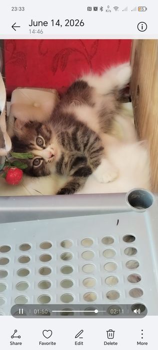 Turk angorasi, 7ta bolasi, Турецкая Ангора и котят