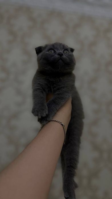 Zoti:Scottish Fold va Scotish okrasi:chiroyli kulramg
Yoshi: 2 oylik
J
