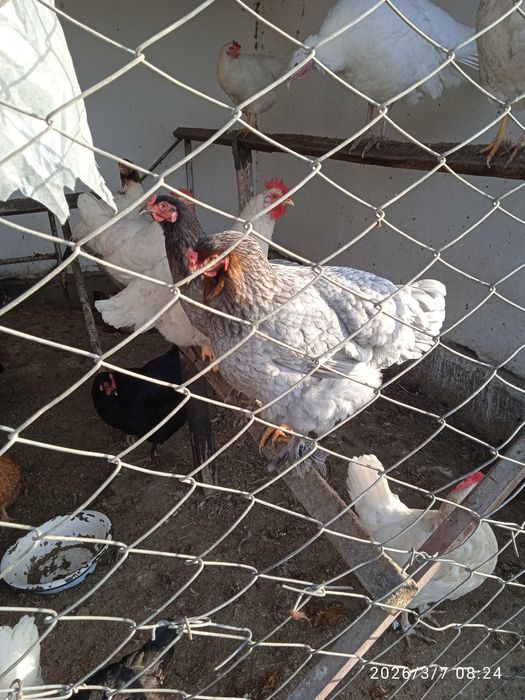 Продается породистый индюк