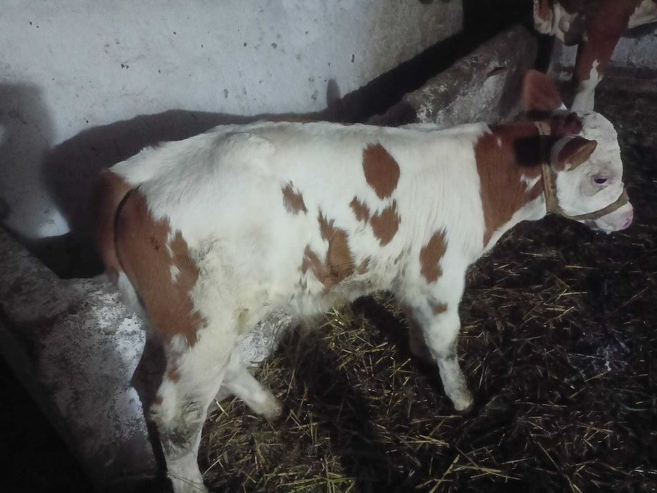 Vaca cu vițel de vanzare