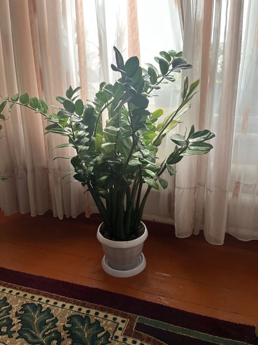 Цветы «Доллар» в хорошем состояний