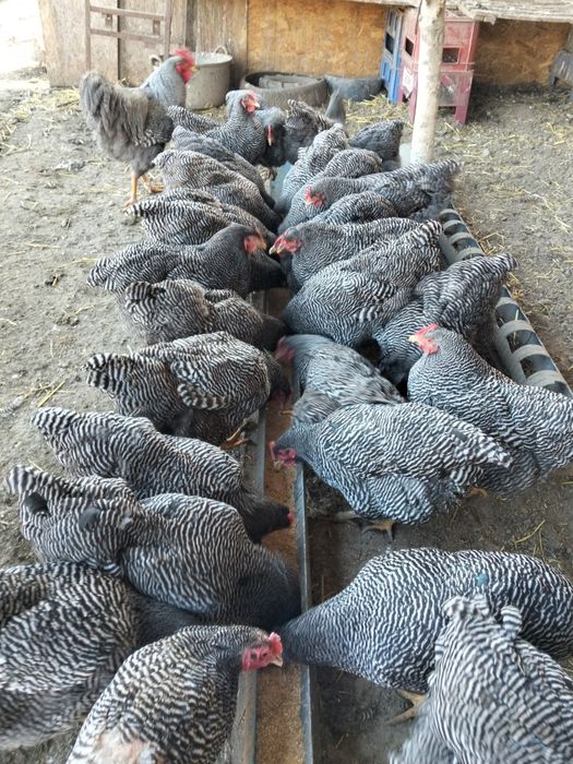 Pui Plymouth rock barat