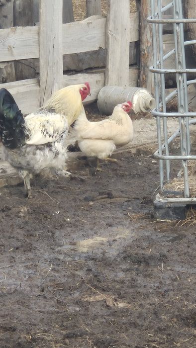 Продаю петухов.