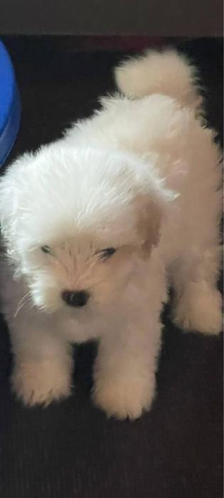 Bichon maltez baietel
