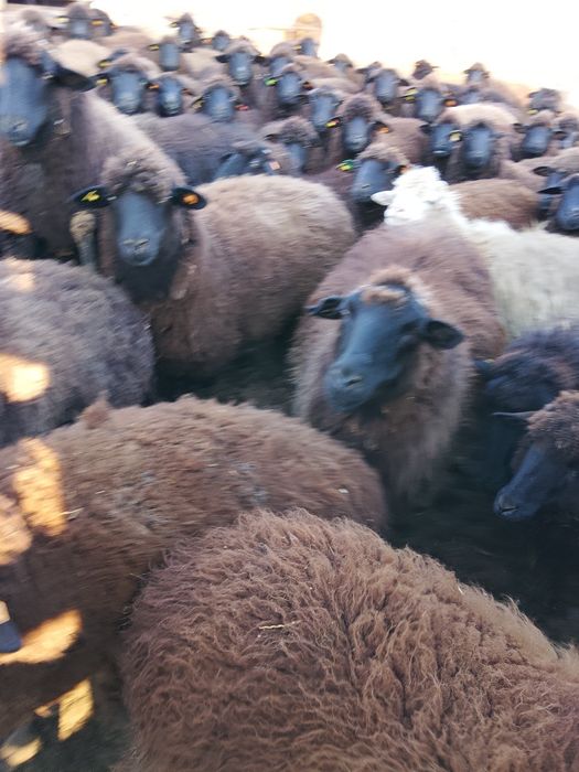 Продавам 160 овце