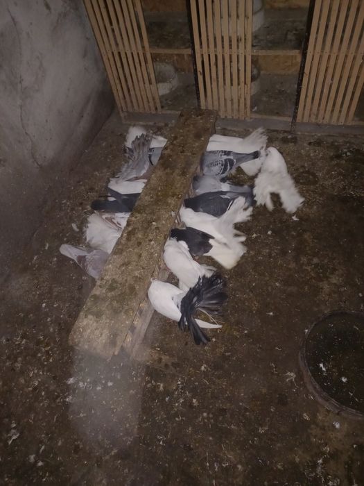 de vânzare doar voiajorii