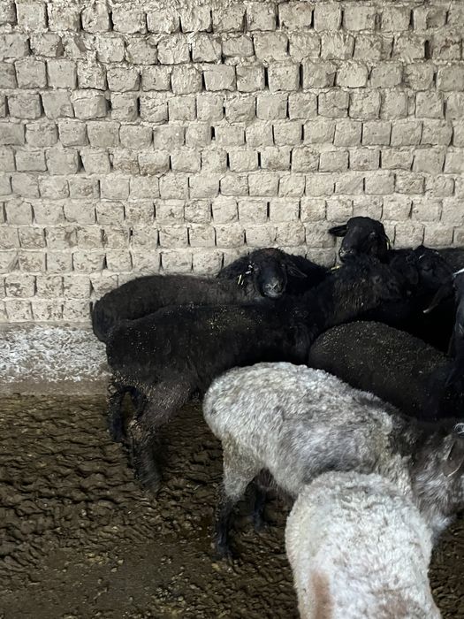 Қошқар бар сойып беремиз басын үйітіп береміз