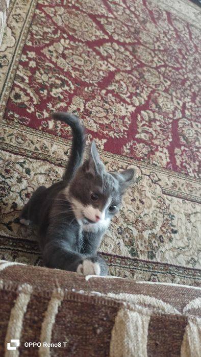 Котёнок мальчик 3 месяцев