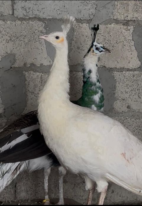 Păuni spalding de vanzare