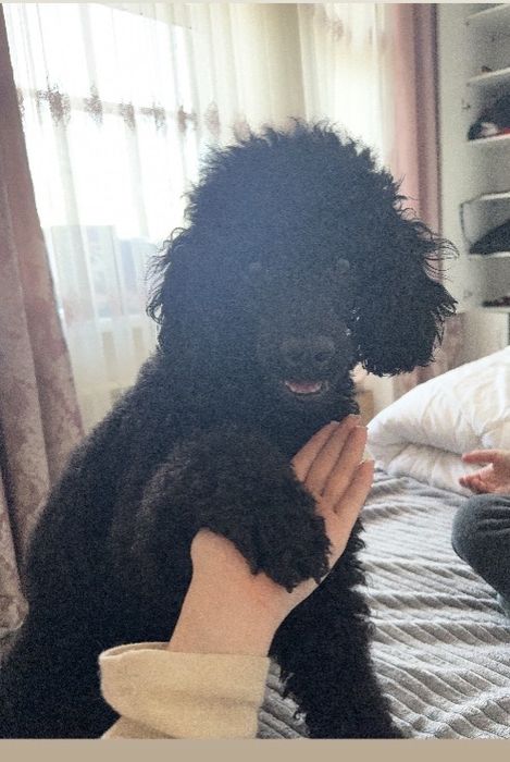 Продается малый пудель