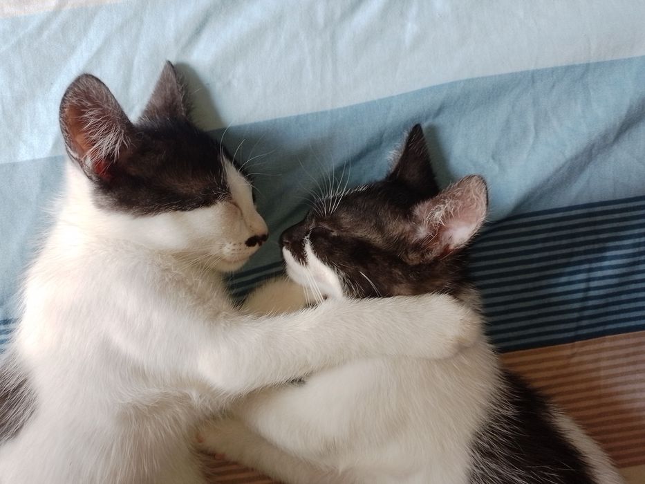 Donez 2 pisicuțe și un motănel
