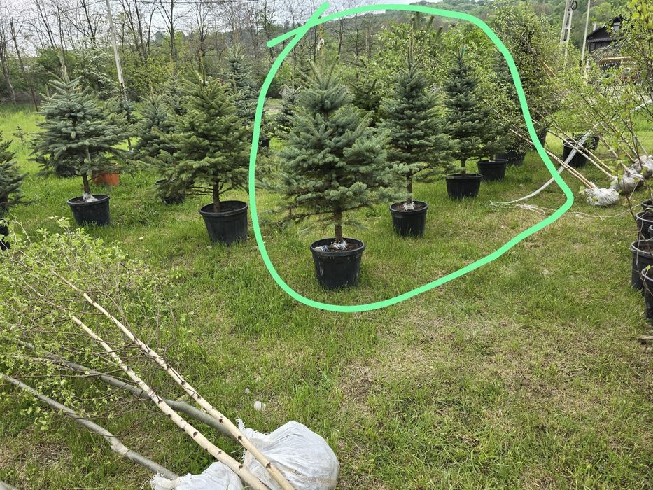 Plante ornamentale Palmieri  Catalpa Leylandii