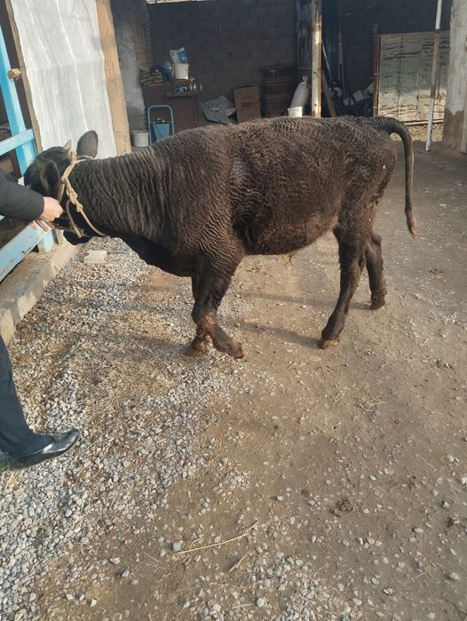 Кара мал ,бука сатылады