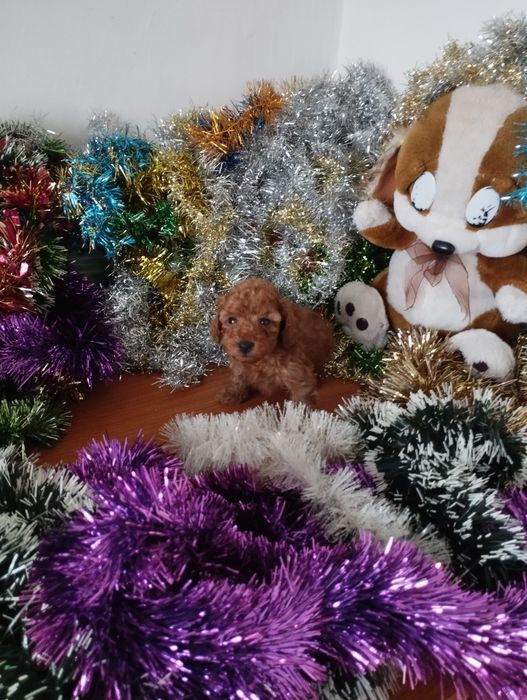 Той Пуделчета  Toy Poodle.