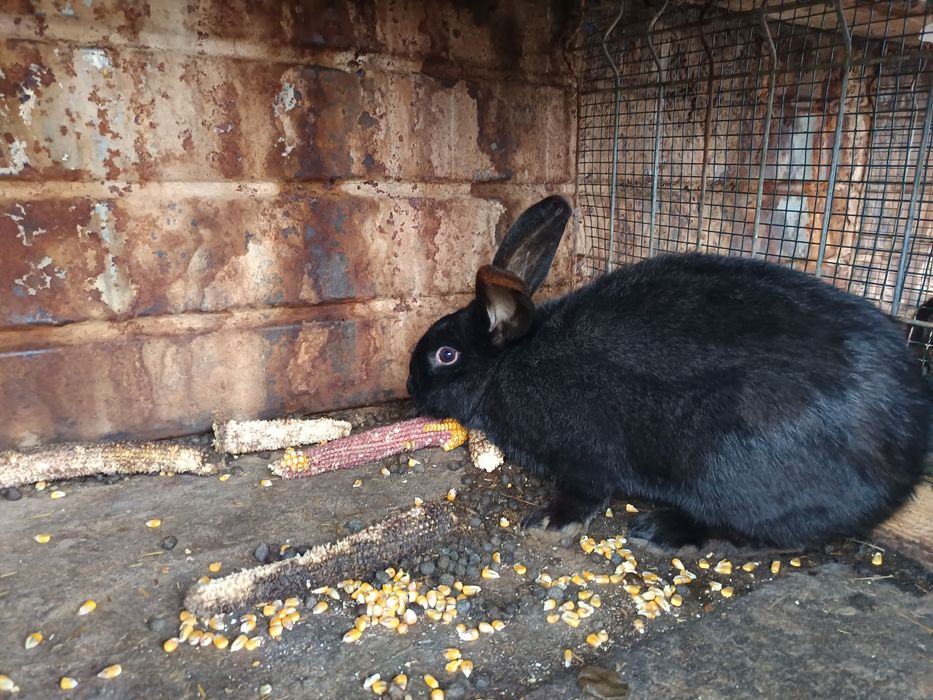 Iepurii de vanzare 80 lei buc