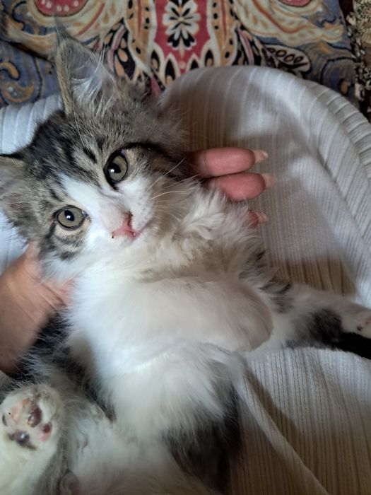 Котята турецкой Ангоры