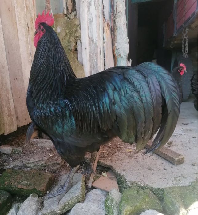 Тухум tuxum закасга йигиб берамиз АВСТРАЛОРП тозза зот