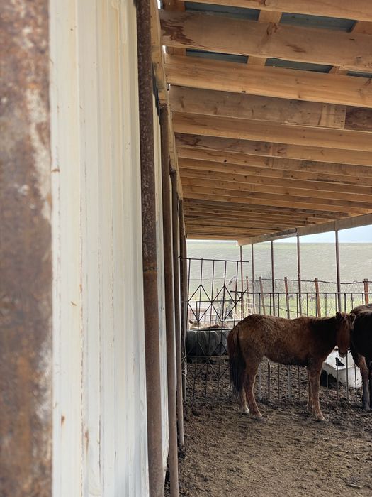 Семіз үрғашы таи сатылады