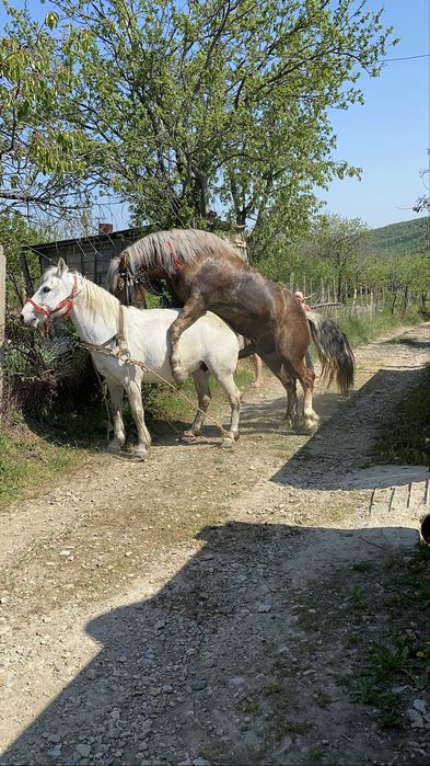 Vand armasar de 2 ani si 9 luni