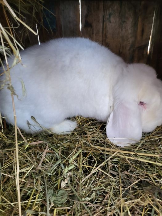 Iepuri Berbec german