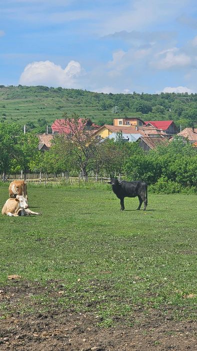 Bivol mascul de 2 ani