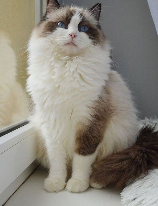 Регдоллы чистокровные