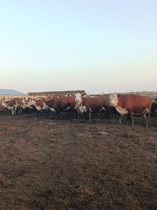 Продам Крестьянское хозяйство, 80 км от города, возле трассы