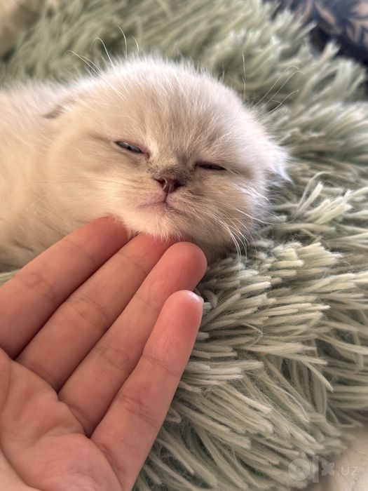 Котята scotch- fold