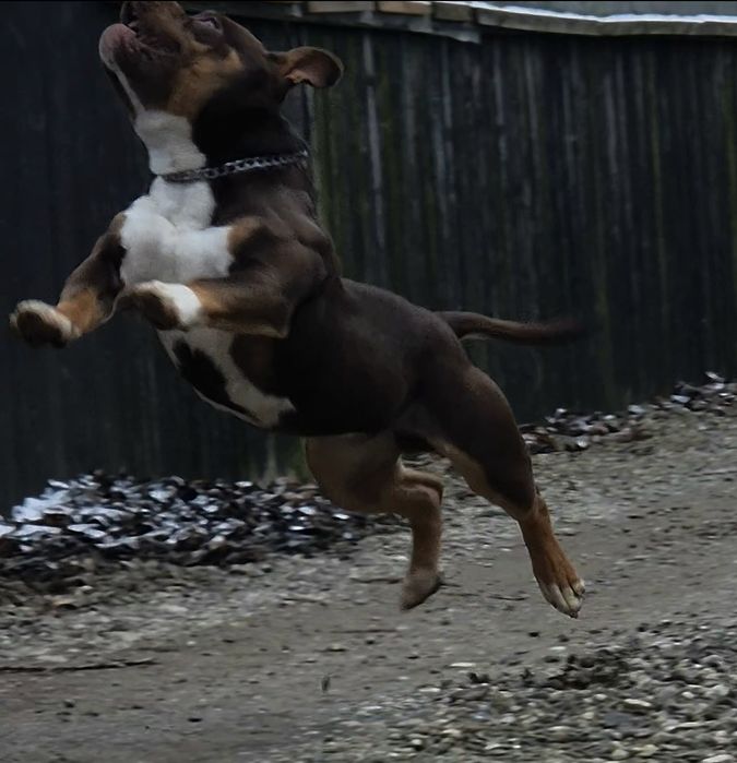 Mascul American Bully cu pedigree ABKC