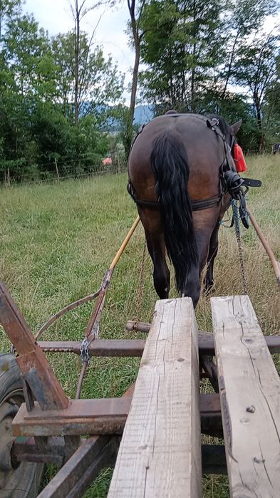 Vând iapa tanara