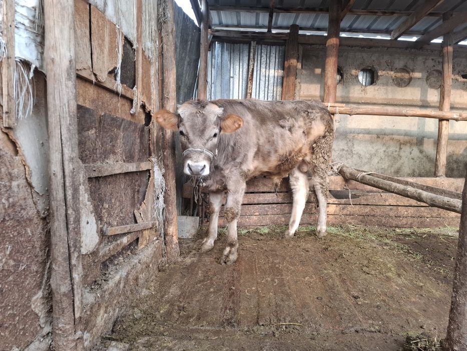 1 жасар бука 1летний бык