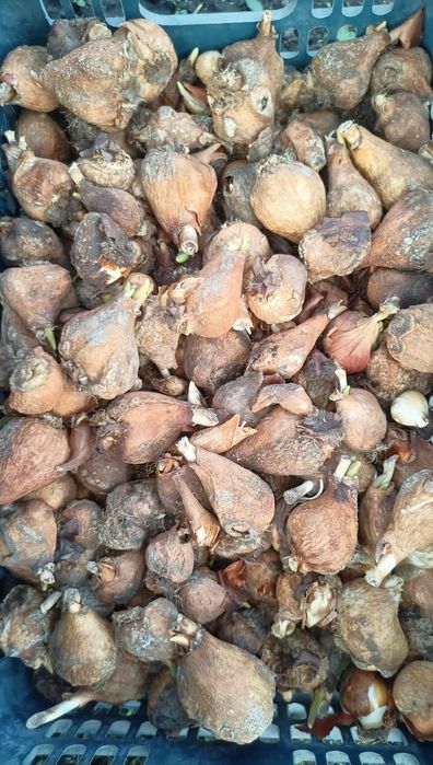 Луковицы тюльпанов