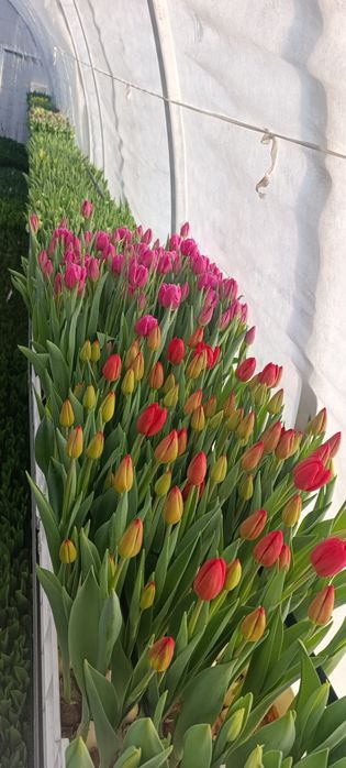 Тюльпаны на 8 марта оптом