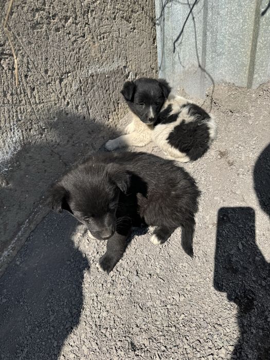 Щенки ласковые, младше месяца