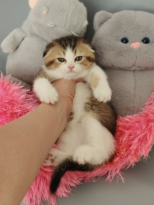 Алматы Большой выбор котяток