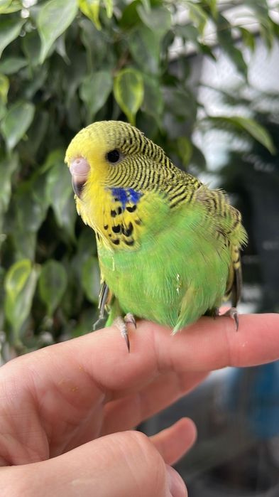 Продам попугаев Чехи