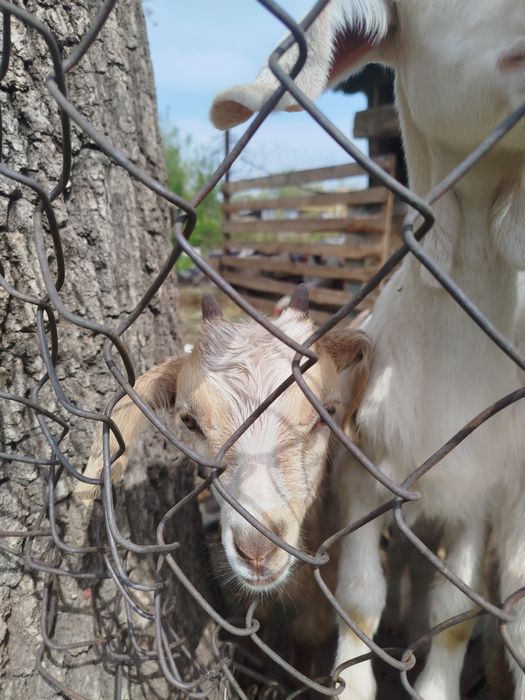 Козлята и козочки