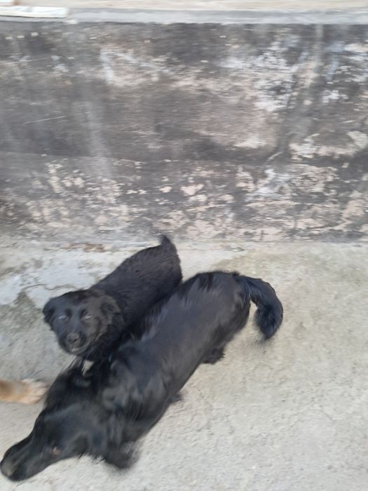 Кутёнок спаниель