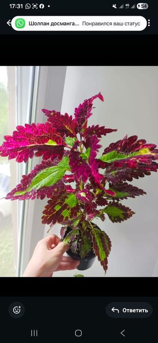 Комнатные растения