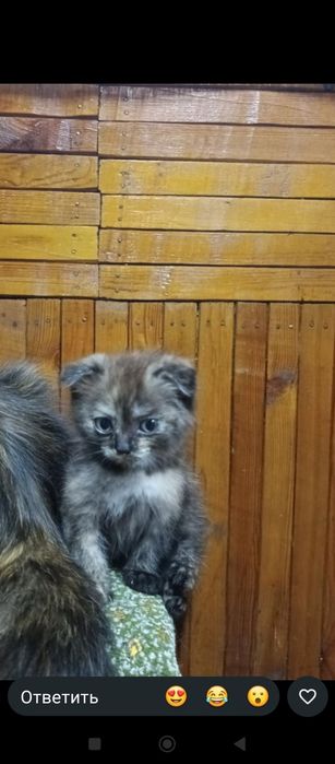 Отдам вислоухих котят.